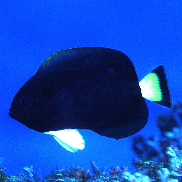 Chaetodontoplus niger